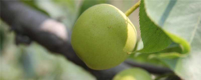 梨树种几年才能结果 梨种植几年能结果