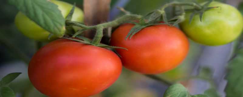 小番茄籽怎么种小盆栽 小番茄籽怎么种小盆栽好看