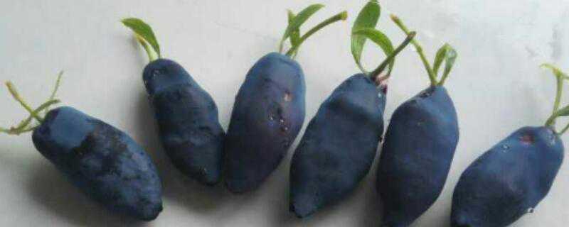 蓝靛果树几年结果 蓝靛果种植几年可以结果
