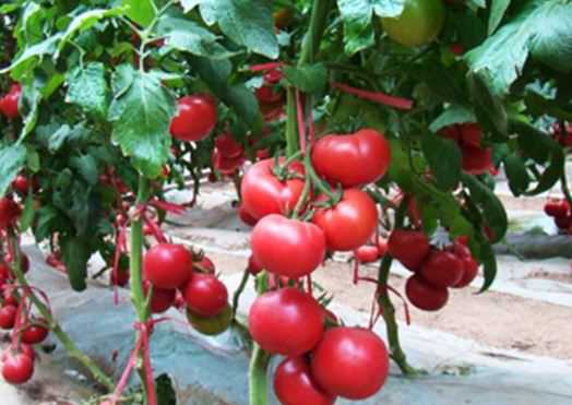 西红柿现在多少钱一斤? 现在西红柿价格大概多少钱一斤