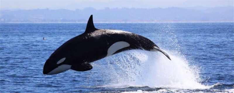 虎鲸怕什么 虎鲸怕什么海洋动物