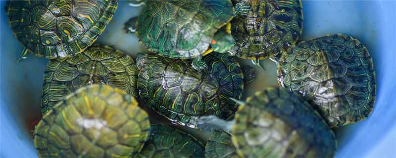 草龟和海龟的区别 草龟和乌龟的区别