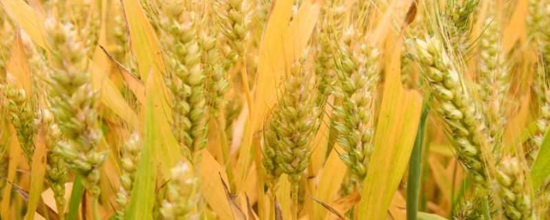 红地95小麦品种介绍 红地95小麦特征特性