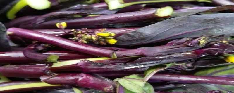 紫菜苔种植时间和方法 紫菜苔种植时间和方法图片