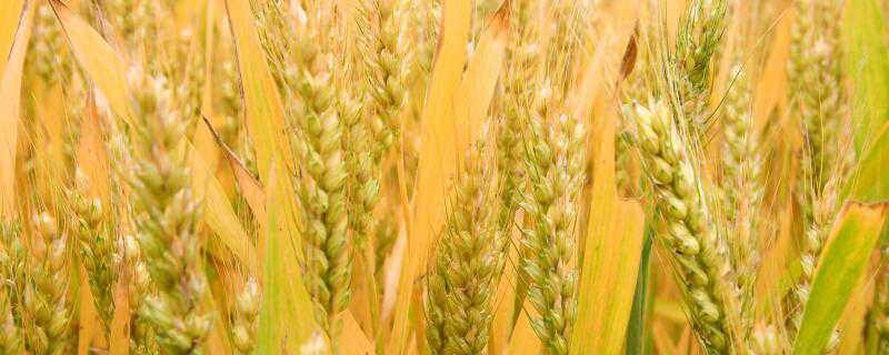 峰川9号小麦品种特性介绍图 峰川9号小麦品种特性介绍！