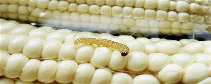 玉米虫养殖方法 玉米虫养殖方法有哪些