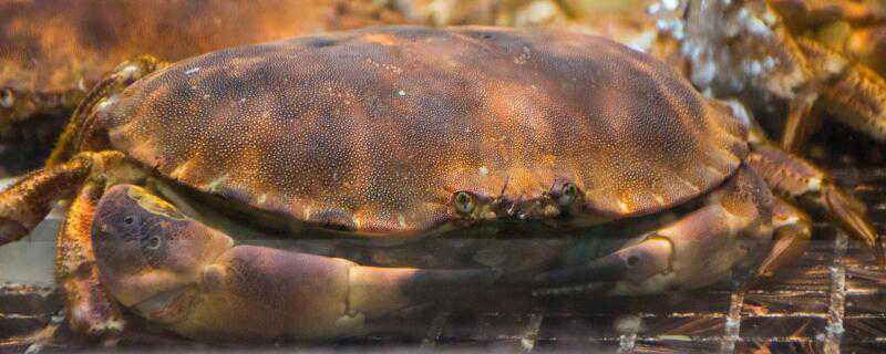 黄道蟹和面包蟹的区别 黄道蟹和面包蟹的区别图片