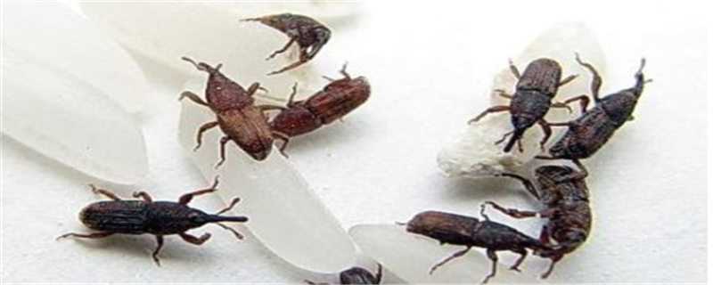 烟草甲虫如何滋生起来 烟草甲虫会慢慢消失吗