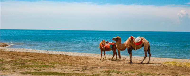 单峰驼主要分布在哪里 单峰骆驼主要生长在什么地方