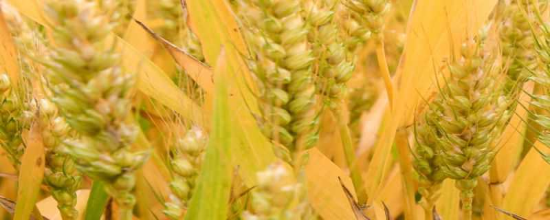 镇麦13品种介绍 镇麦12小麦品种介绍