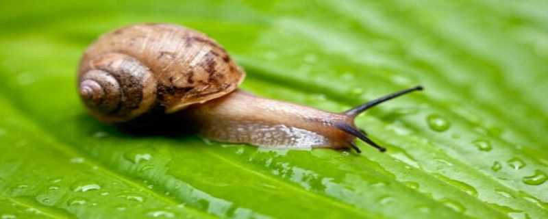 蜗牛用什么农药 蜗牛用什么农药杀灭