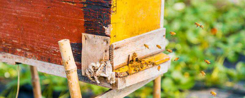 蜜蜂怎么繁殖 我的世界繁殖蜜蜂怎么繁殖