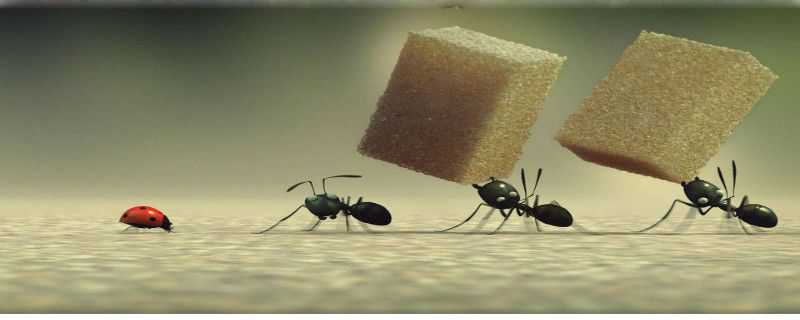 蚂蚁怎么交配繁殖后代 蚂蚁怎么交配繁殖后代视频