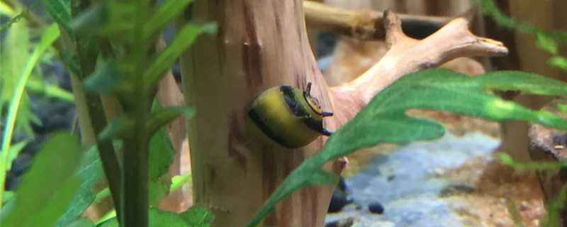 蜜蜂角螺怎么繁殖？