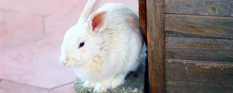兔子是怎么繁殖的 兔子和兔子怎么繁殖的