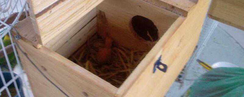 繁殖箱怎么挂 繁殖箱怎么挂鸟笼