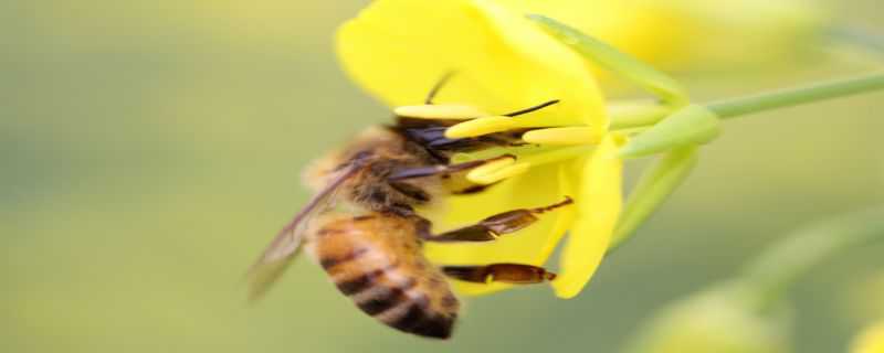 小蜜蜂是怎么过冬的 小蜜蜂是怎么过冬的作文