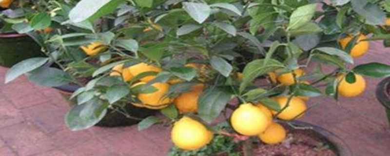 盆栽柠檬几年结果（盆栽柠檬几年开花）