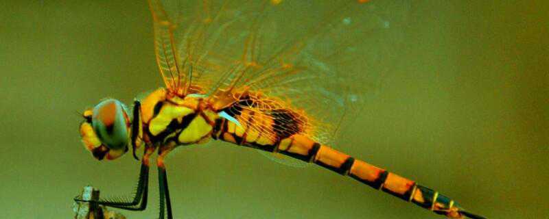 蜻蜓是怎么繁殖的 蜻蜓是怎么繁殖的百度百科