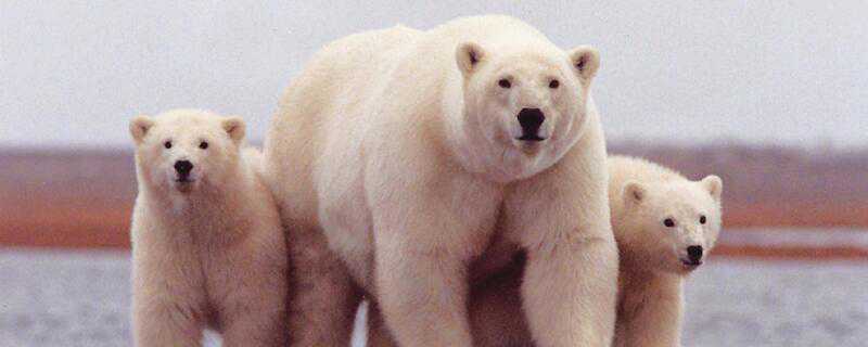 北极熊怎么过冬 北极熊怎么过冬眠