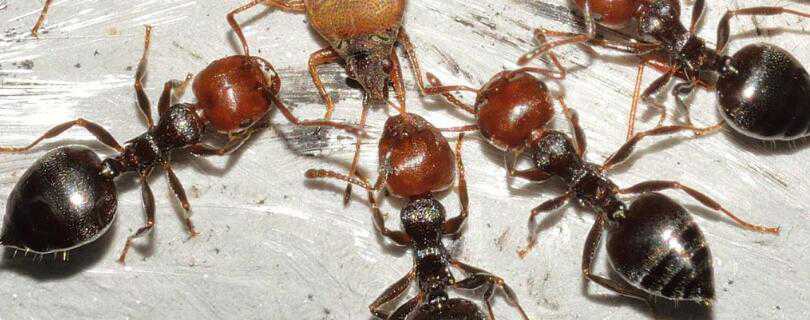蚂蚁是怎么繁殖的（蚂蚁是怎么繁殖的图片）