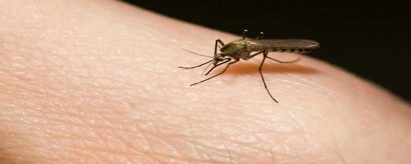 什么农药能灭蚊 灭蚊子用什么农药