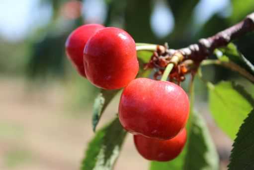 大樱桃种植方法