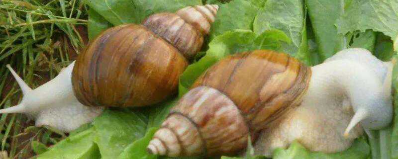 白玉蜗牛怎么繁殖 白玉蜗牛怎么繁殖方法