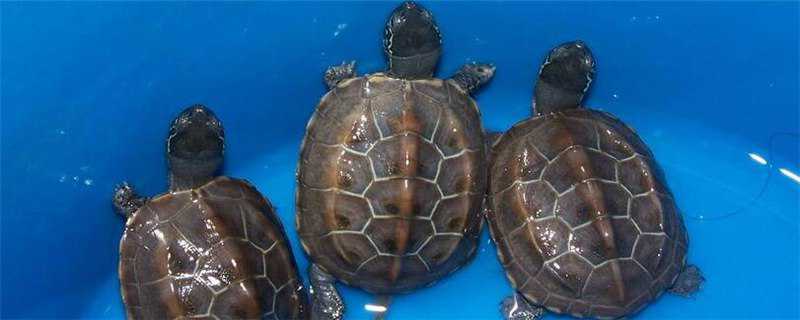 草龟和珍珠龟的区别 草龟和珍珠龟的区别是什么