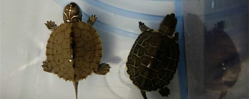 金线龟草龟的区别