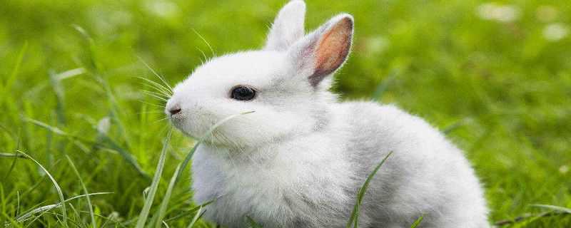草兔和家兔的区别（草兔和家兔的区别在哪）
