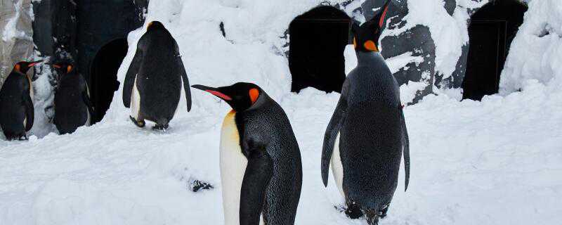企鹅是怎么过冬的 企鹅是怎么过冬天的