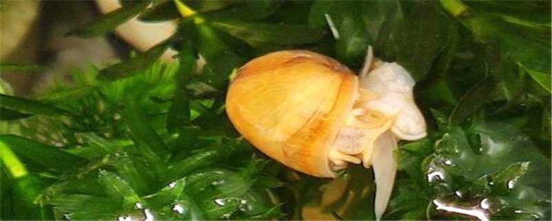 黄金螺怎么繁殖 黄金螺怎么繁殖后代