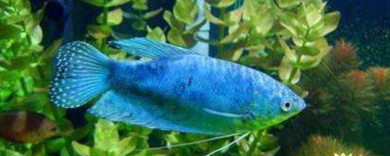 蓝星鱼怎么繁殖 蓝星鱼怎么繁殖的