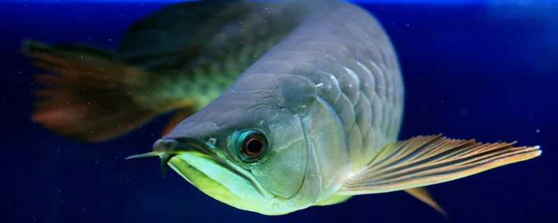 用什么农药毒鱼能让鱼死光 用什么农药毒鱼能让鱼死光