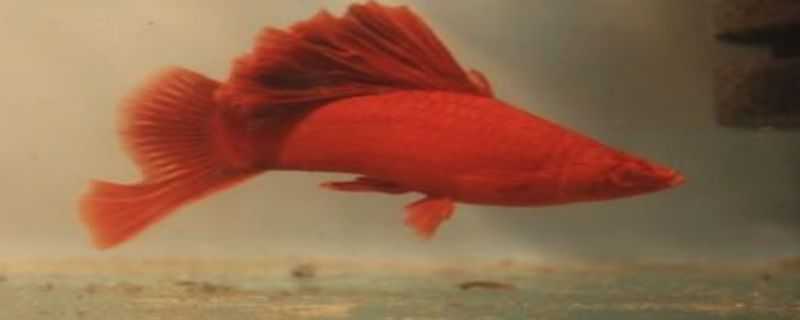 高鳍红箭怎样培育公鱼 高鳍红箭怎么搭配繁殖