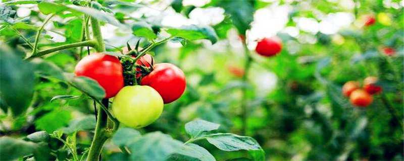 番茄树寿命多长时间 番茄树能活多少年