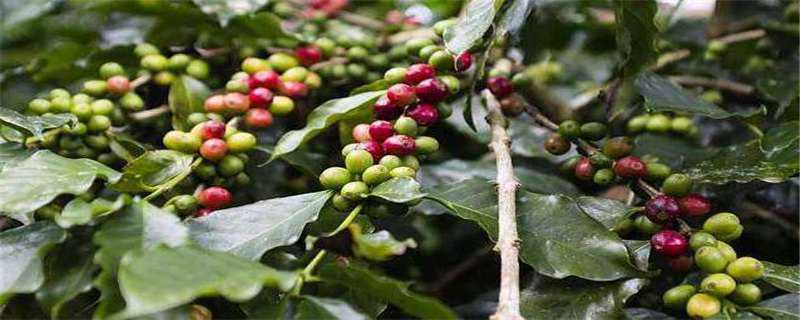 咖啡树种植几年结果 咖啡树种几年才结果