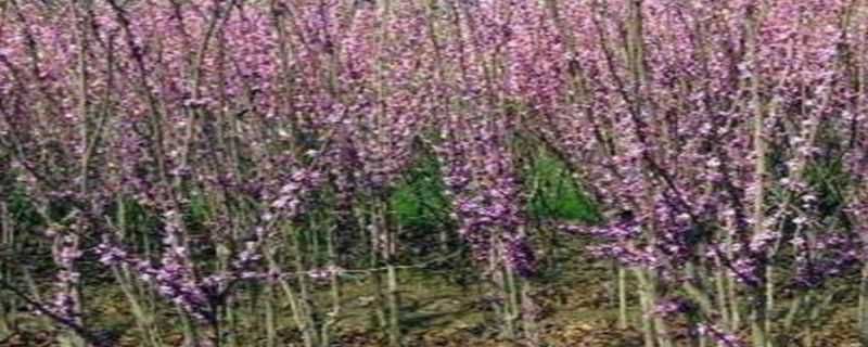 紫荆落叶还是常绿 紫荆花是常绿还是落叶