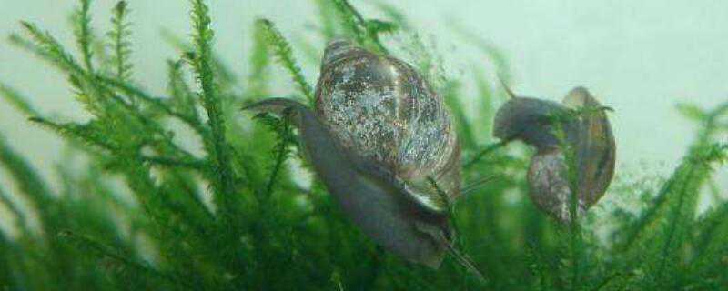 水蜗牛怎么繁殖 水蜗牛怎么繁殖的