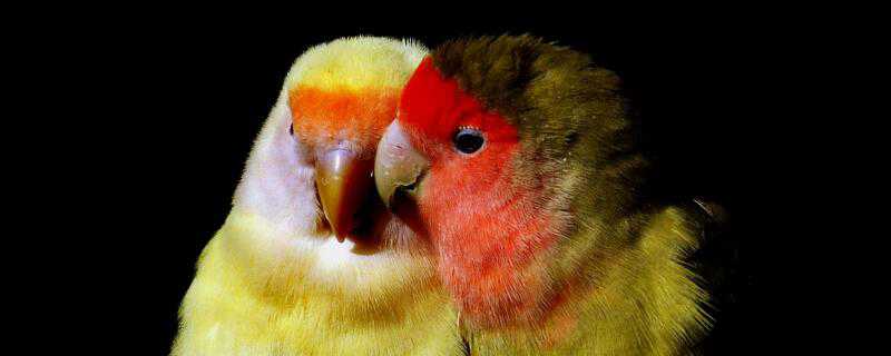 黄桃鹦鹉怎么繁殖 黄桃鹦鹉怎么繁殖温度多少度