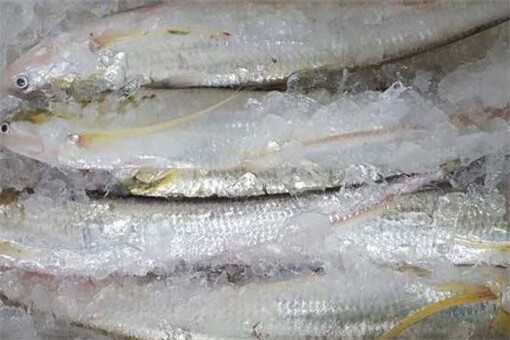 海刀鱼多少钱一斤