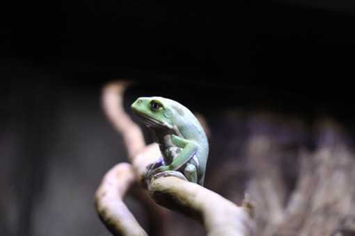 青蛙多少钱一斤