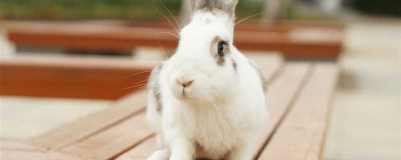 兔子是什么科动物 兔子是哪一科动物