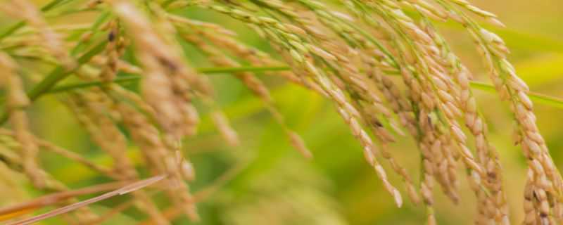 水稻的病害怎么治 水稻病有哪些,怎么防治