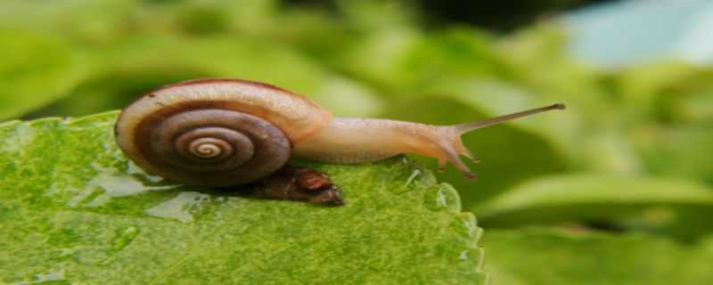 蜗牛冬天怎么过冬的百科回答 蜗牛冬天怎么过冬的