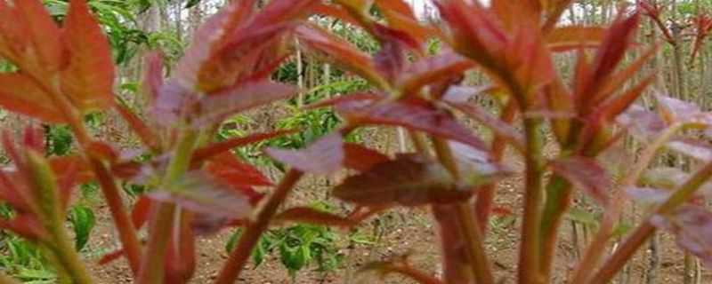 红油香椿的种植技术 红油香椿种植方法