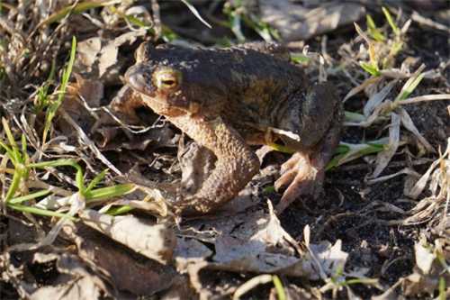 虎纹蛙是国家保护动物吗