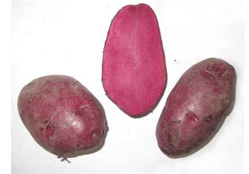 彩色马铃薯新品种