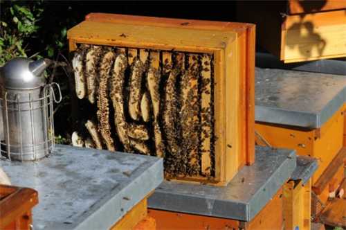 蜂蜜什么时候取好 蜜蜂蜜什么时候可以取